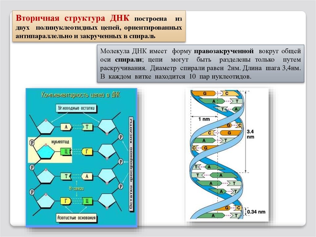 Днк 2 гис. Строение полинуклеотидной Цепочки ДНК. Строение цепей ДНК из 2 полинуклеотидных цепей. Вторичная структура ДНК. Стуткруа вторичная ДНК.