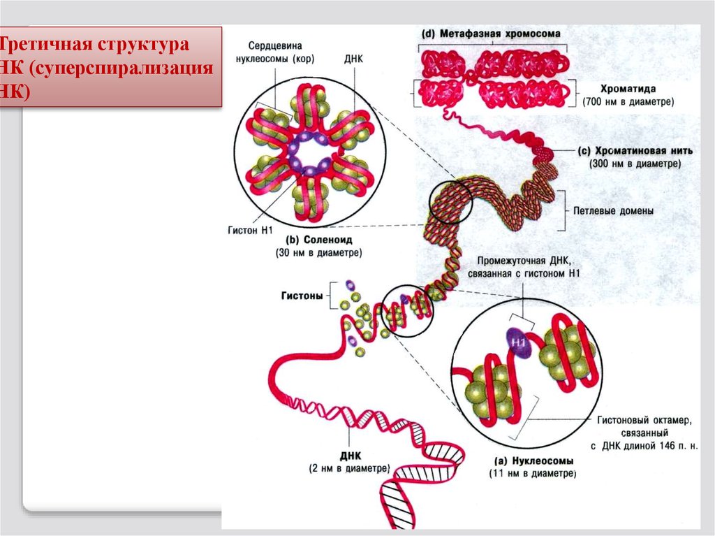 Стадии спирализации хромосом. Хроматин: уровни организации (упаковки) наследственного материала. Структурная организация ДНК В хромосомах уровни компактизации. Уровни компактизации хроматина. Схема различных уровней компактизации хроматина.