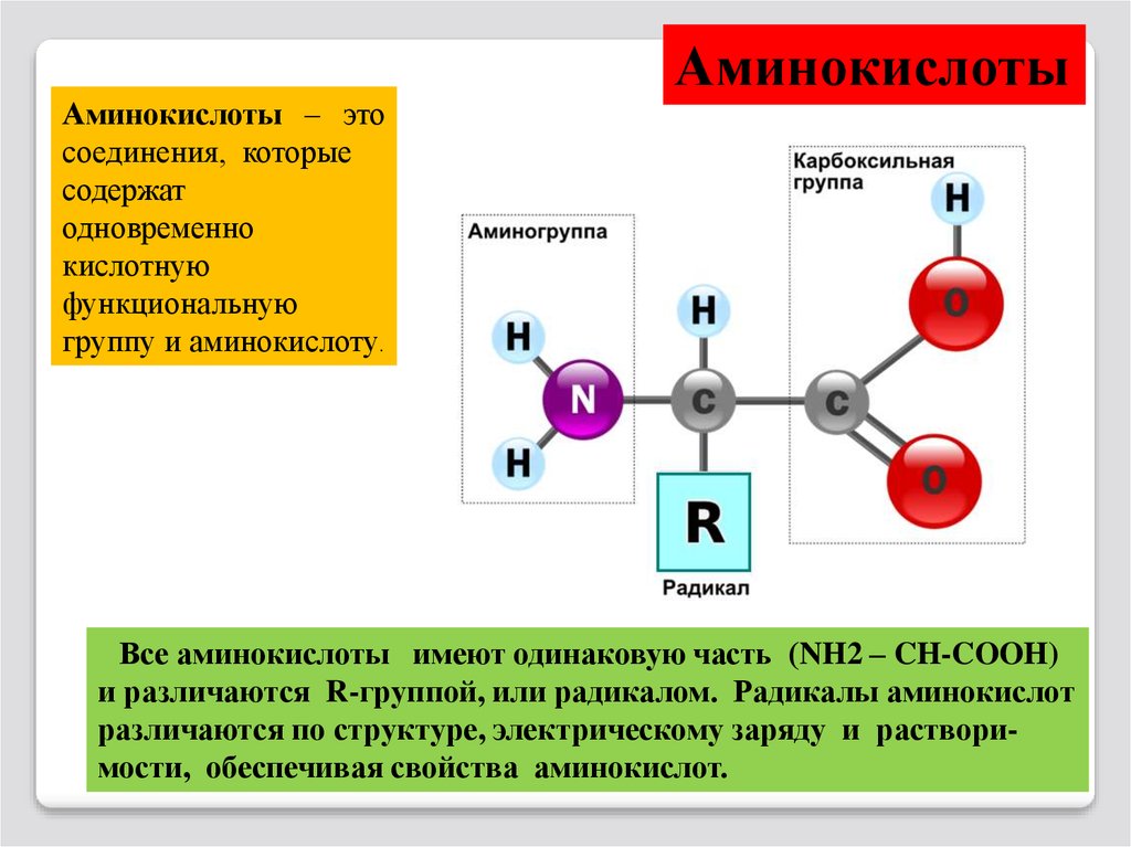 Аминокислоты химические соединения. Функциональные группы аминокислот. Альфа аминогруппа аминокислоты это. Аминокислоты какие соединения. Соединение аминокислот.