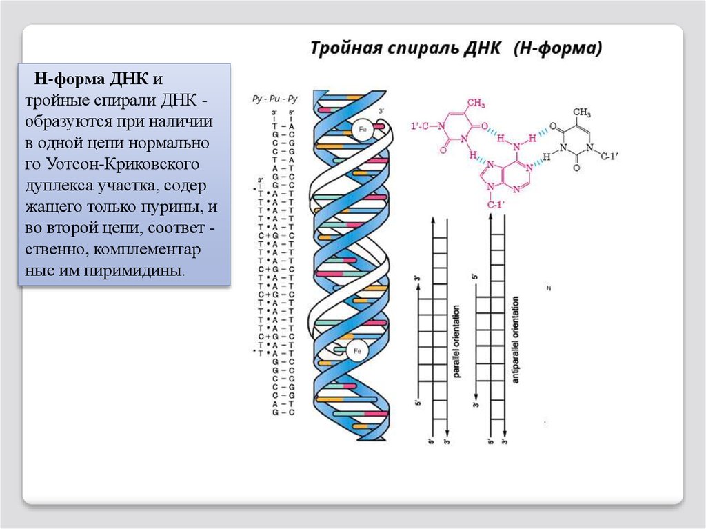 Сколько цепей в днк. Форма макромолекулы ДНК. ДНК строение тройная спираль. Тройная цепочка ДНК. H форма ДНК.