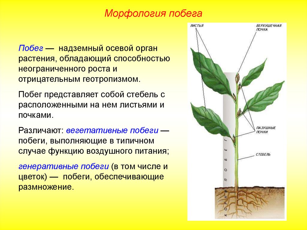 Функция корня стебля. Морфология облиственного побега растений. Побег стебель строение и функции почка. Вегетативный побег древесного растения. Морфологическое строение побега ольхи.