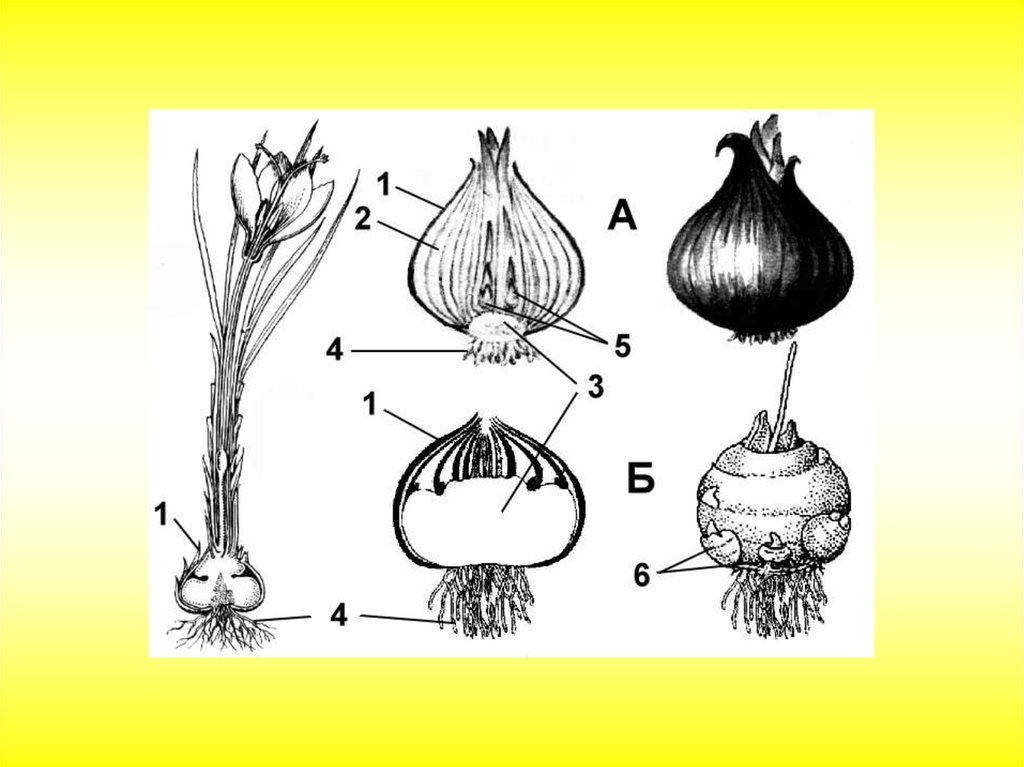 Клубнелуковица. Побеги луковицы вегетативные. Луковица подземный побег схема. Лилейные видоизменение побегов. Изображён видоизменённый побег — луковица..