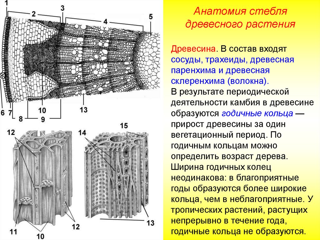 Ткань древесины стебля. Строение древесины трахеиды. Анатомическое строение стебля древесных растений. Ткани стебля древесного растения. Анатомическое строение древесного растения.