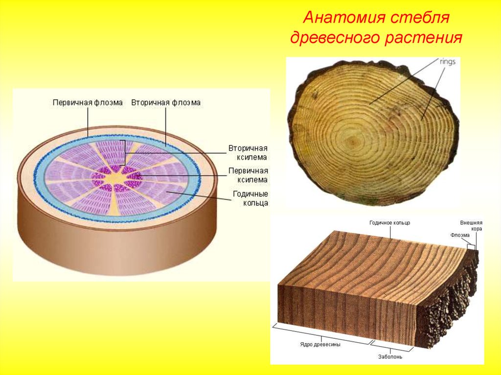 Слои древесины. Годичные кольца стебля растения. Годичные кольца древесины строение. Анатомическое строение многолетних стеблей древесных растений. Строение стебля годичные кольца древесины.