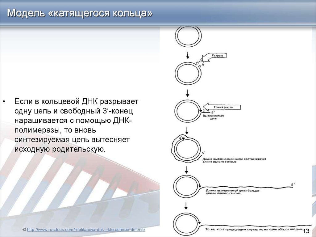 1 кольцевая днк. Репликация катящегося кольца. Репликация ДНК по типу катящегося кольца. Репликация кольцевой ДНК. Репликация механизм катящегося кольца.