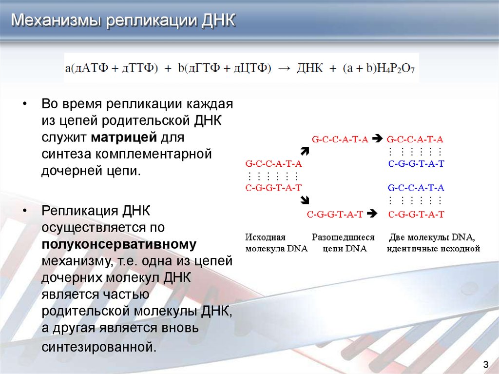 Матрица для процесса репликации. Является матрицей для синтеза дочерних цепей. Нуклеотидные цепи ДНК служат матрицей для синтеза. Материнская ДНК служит матрицей для синтеза комплементарных цепей. Матрица репликации.