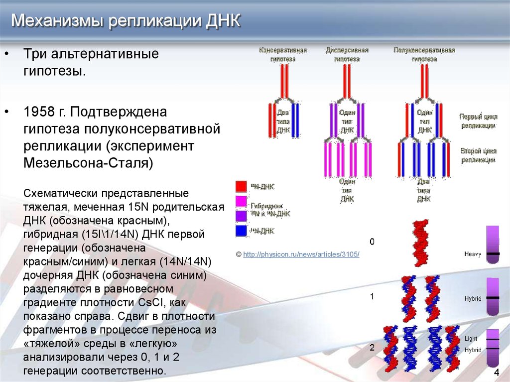 Днк есть репликация. Полуконсервативная репликация ДНК. Механизм репликации. Нуклеотиды необходимые для синтеза репликации. Механизм редупликации ДНК. Полуконсервативный Тип репликации ДНК.