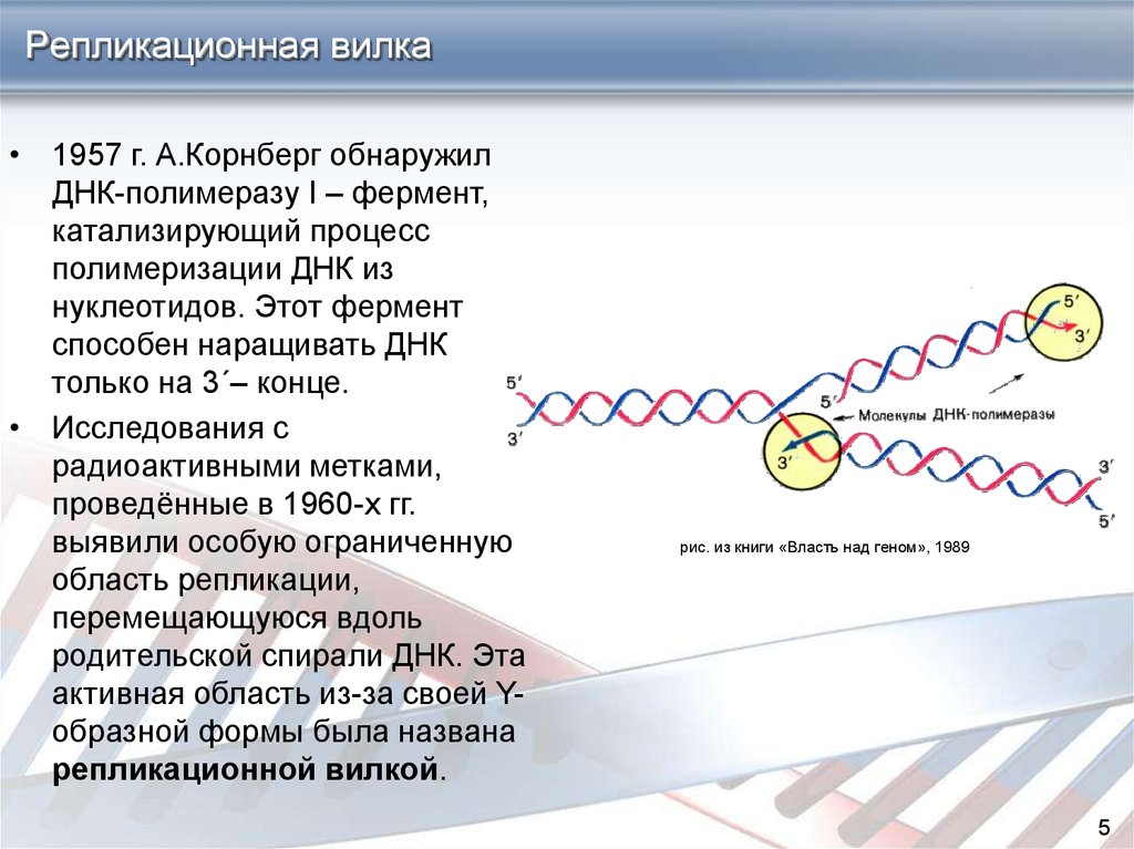 Схема репликационной вилки