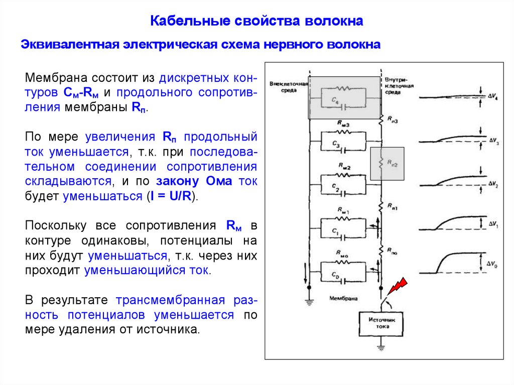 Какие сопротивления должна содержать эквивалентная электрическая схема тканей организма