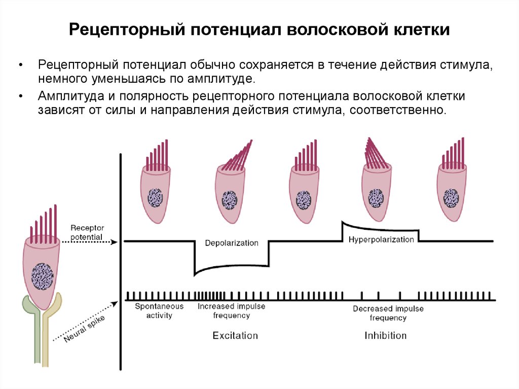 Волосковые клетки в ухе