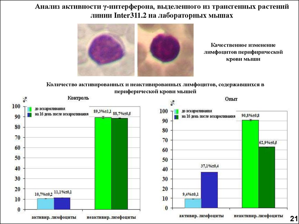 Трансгенные растения биотехнология. Трансгенные линии это.