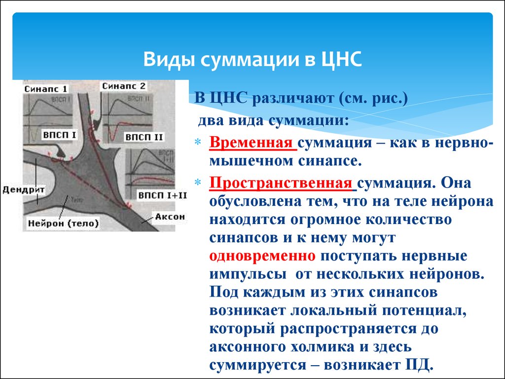 Плотный нервно. Пространственная и временная суммация в нервных центрах. Последовательная суммация физиология ЦНС. Классификацию суммации. Временная суммация возбуждения в ЦНС.