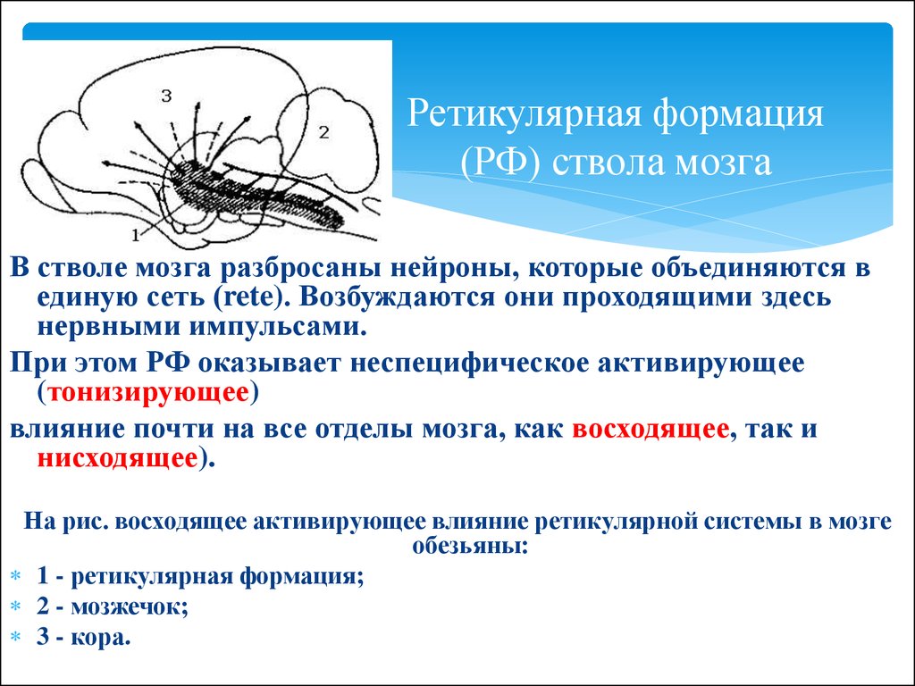 Формация мозга. Ретикулярная формация ствола головного мозга. Функции ретикулярной формации ствола мозга. Ретикулярная формация моста функция. Общая схема строения ретикулярной формации.