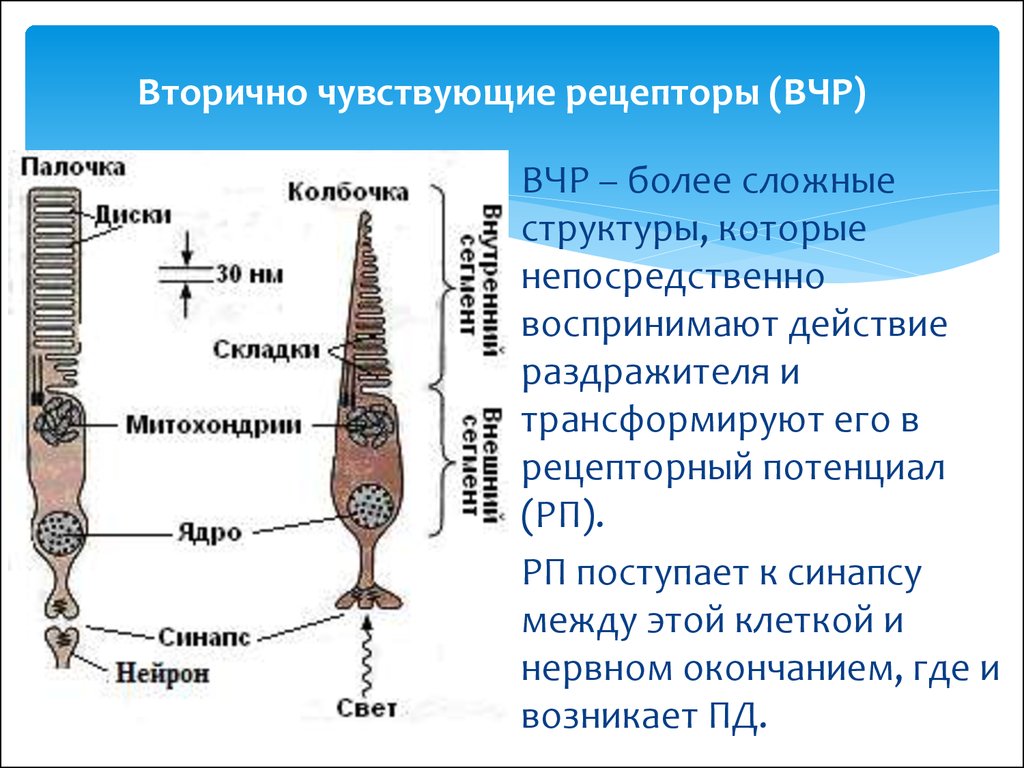 Что значит вторично. Вторичные рецепторы. Первично и вторично чувствующий Рецептор. Схема вторичного рецептора.