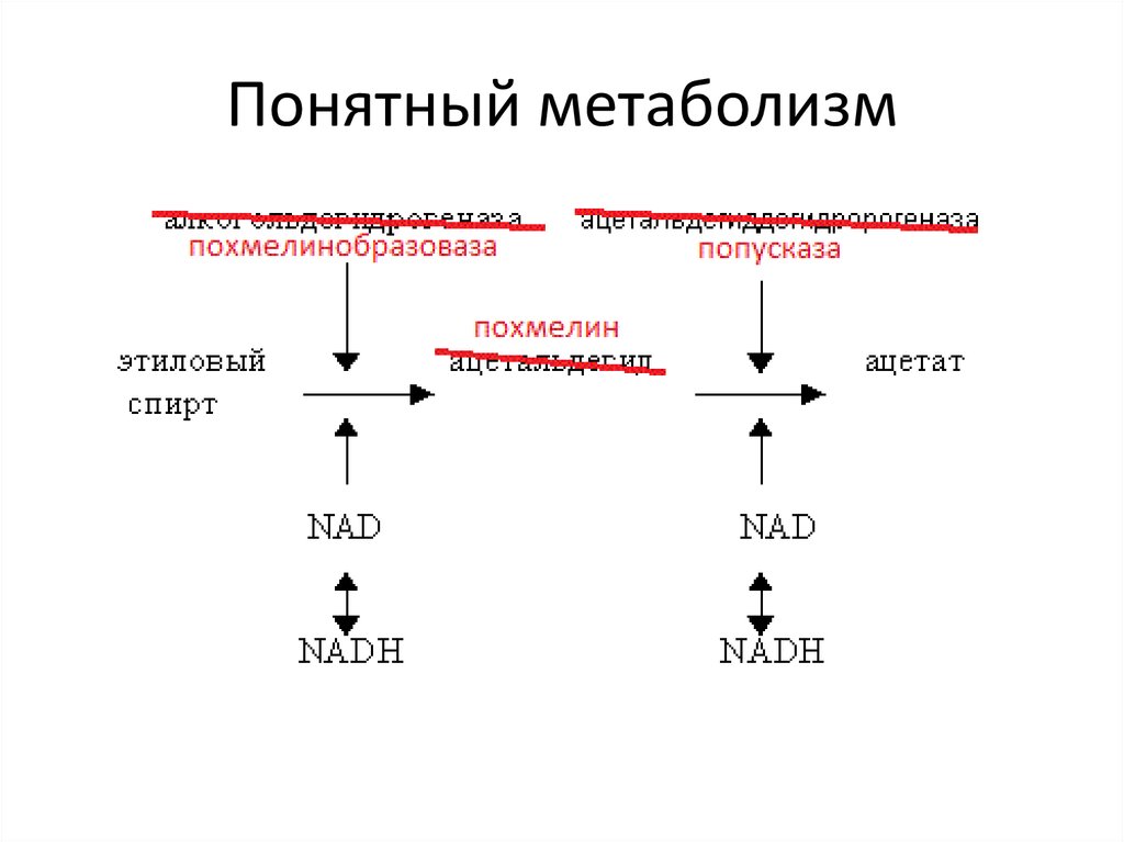 Понятный метаболизм