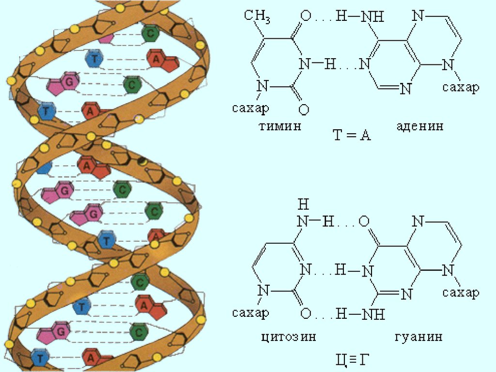 Нуклеин. Химическая структура ДНК. Строение молекулы ДНК химия. ДНК формула химическая. Строение нуклеиновых кислот рисунок.