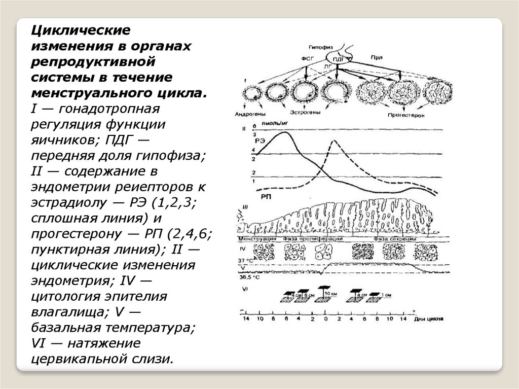 Циклические изменения. Менструальный цикл.циклические изменения в эндометрии. Изменение эндометрия матки в течение цикла. Циклические изменения в эндометрии гистология. Фазы циклических изменений в эндометрии.