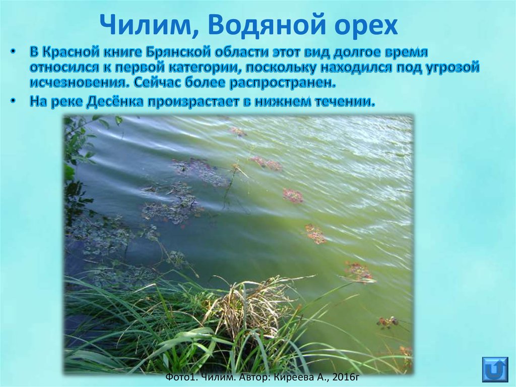 Чилим, Водяной орех