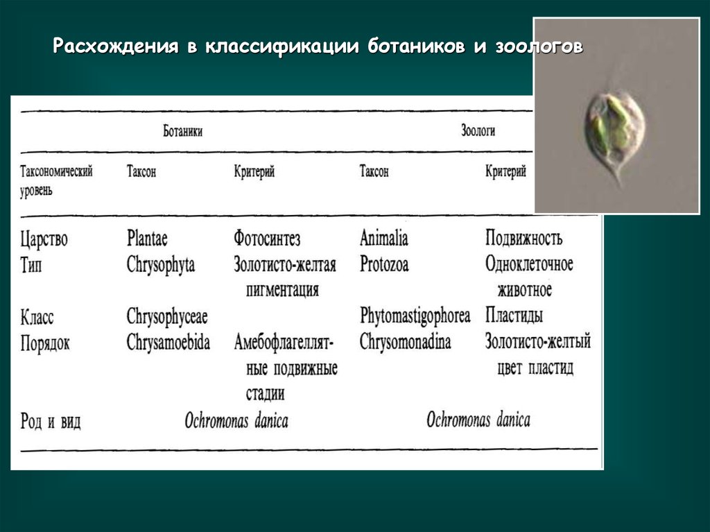 Низшие характеристика. Классификация ботаники. Систематика по ботанике. Ботаника подразделяется на. Методы систематики ботаники.