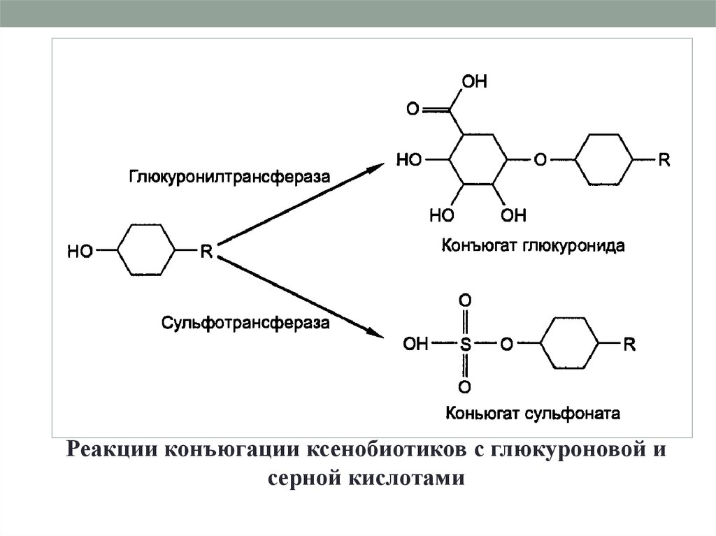 Схема реакции конъюгации билирубина