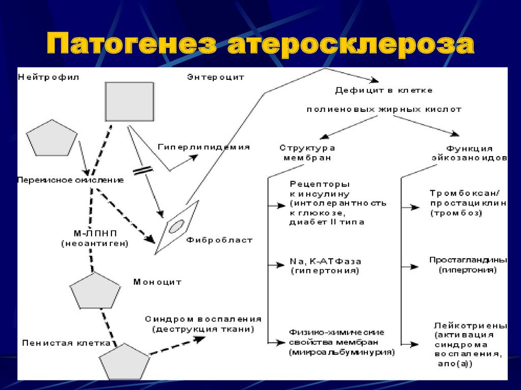 Атеросклероз этиология