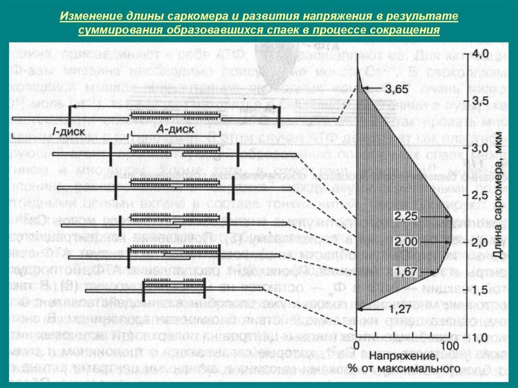 Изменениями 12. Изменение длины саркомера. Длина саркомера. Длина саркомера аркомер. Зависимость силы сокращения от длины саркомера.