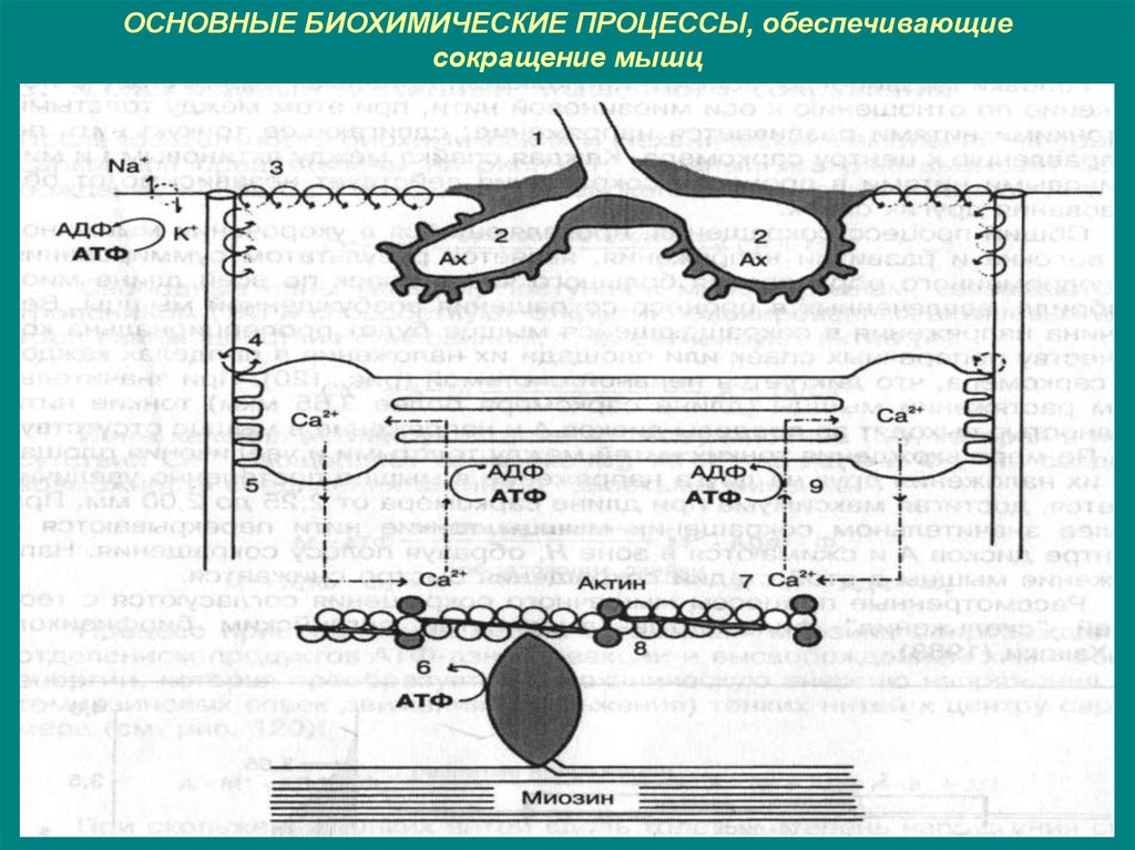 Биохимические процессы. Схема сокращения мышц в биохимии. Основные биохимические процессы. Основы биохимических процессов. Биохимические процессы мышечного сокращения.