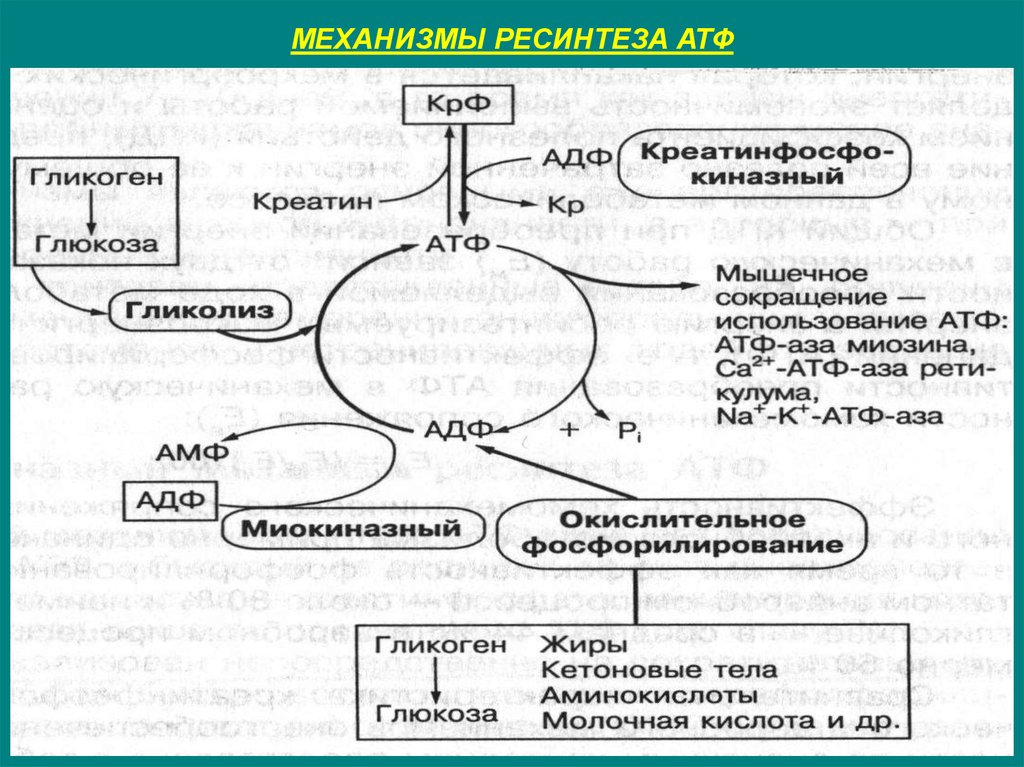 Процесс восстановления атф. Механизм ресинтеза АТФ биохимия. Биоэнергетика ресинтез АТФ. Схема использования АТФ В организме. Пути использования АТФ биохимия.