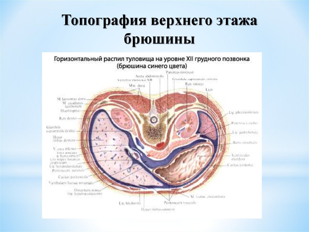 Границы верхнего этажа. Сальниковая сумка поперечный срез. Этажи полости брюшины анатомия. Горизонтальный разрез брюшины. Ход брюшины на поперечном разрезе.