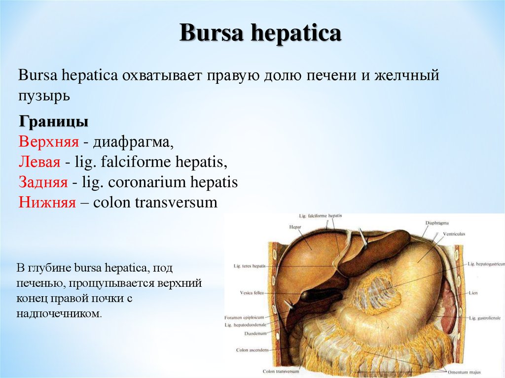 Брюшной на латыни. Печеночная сумка – Bursa hepatica. Bursa pregastrica стенки. Печеночная сумка брюшины. Печеночная преджелудочная и сальниковая сумки.