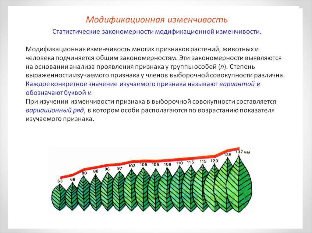 Примеры модификационных изменений. Модификационная изменчивость у растений. Непрерывная изменчивость. Статистические закономерности модификационной изменчивости. Проявление модификационной изменчивости у растений.