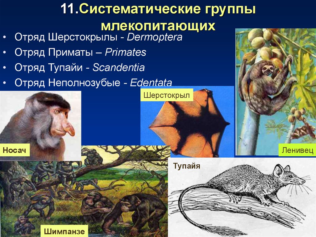 Группы млекопитающих 7. Группы млекопитающих. Экологические группы млекопитающих. Приматы отряды млекопитающих. Систематически группы млекопитающих.