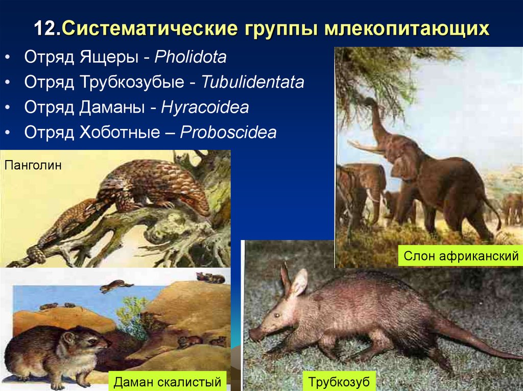 Группы млекопитающих 7. Отряды млекопитающих трубкозубые. Систематические группы млекопитающих. Класс млекопитающие систематика. Систематически группы млекопитающих.