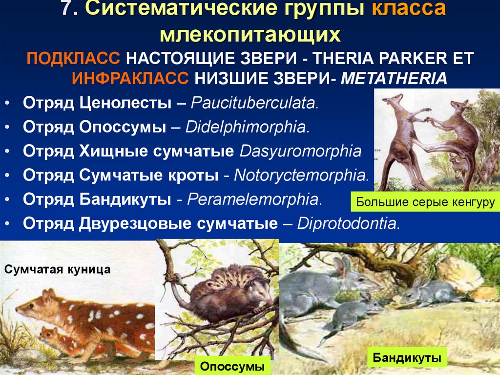 Презентация характеристика млекопитающих