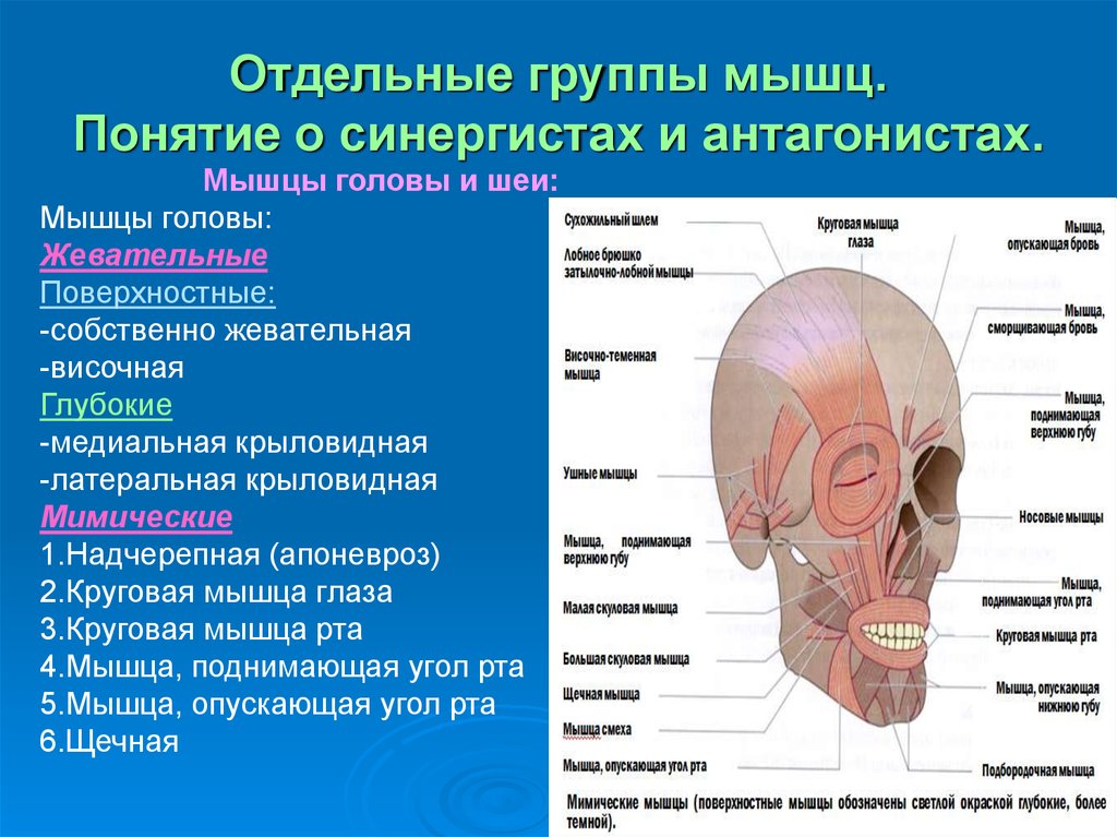 Мышцы головы и шеи презентация