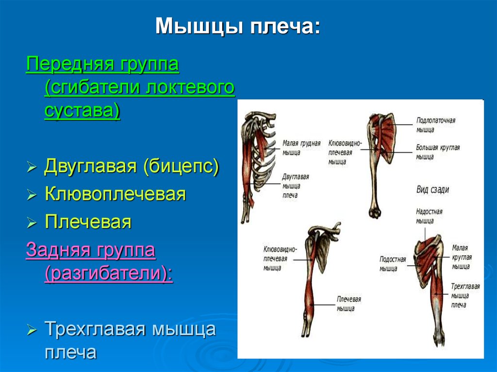 Двуглавая мышца плеча является. Мышцы плеча передняя группа сгибатели. Мышцы сгибатели и разгибатели плеча рисунок. К передней группе мышц плеча относят. Мышцы сгибатели локтевого сустава.