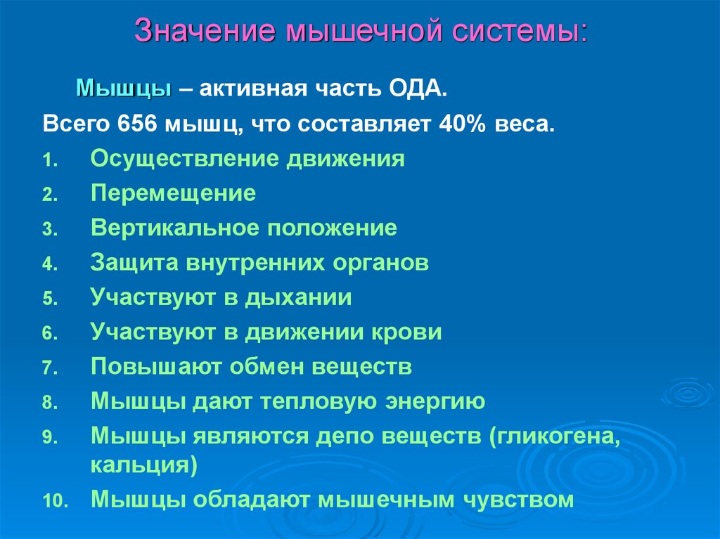 Значимая система. Значение мышечной системы. Значение мышц кратко. Значение мышечной системы для организма человека. Значение мышц в системе мышечной.