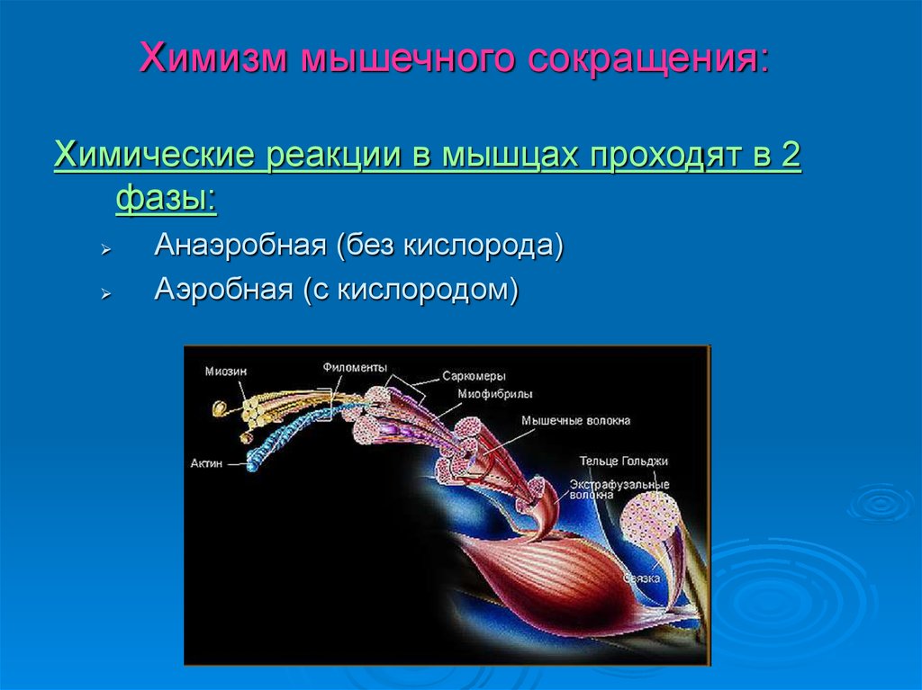 Фаза работы мышц. Аэробная фаза мышечного сокращения. Химизм сокращения мышц. Мышечное сокращение. Реакции.. Химическая реакция в мышцах.