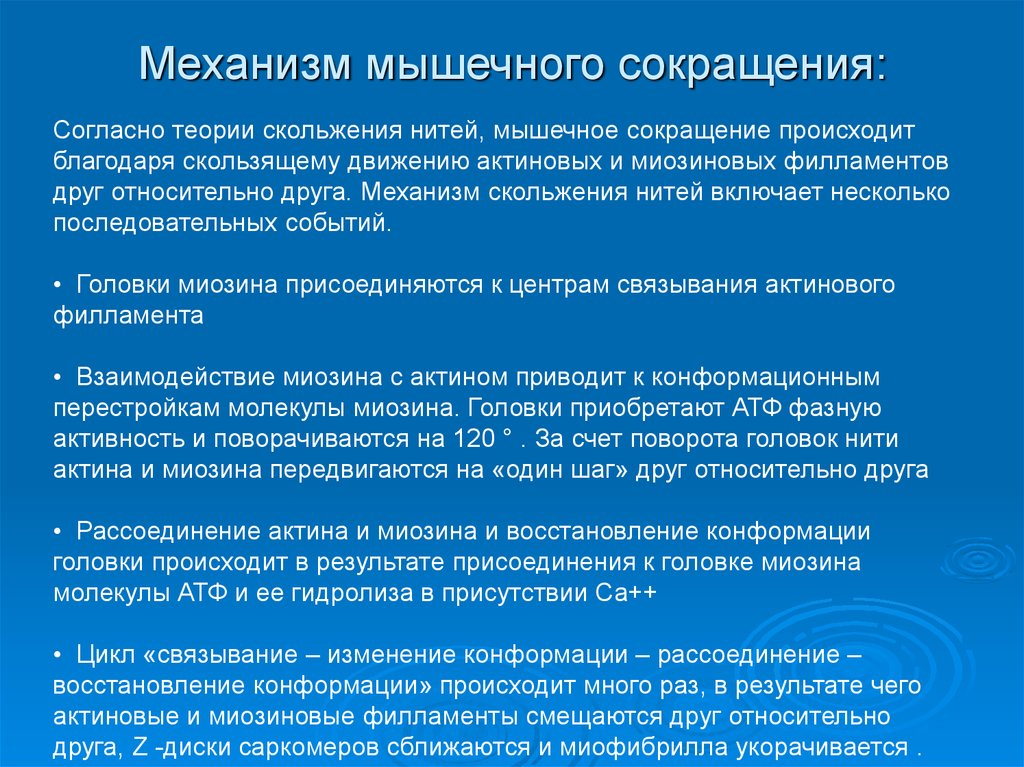 Механизм снижения. Механизм мышечного сокращения. Механизм мышечного сокращения физиология. Механизм мышечного сокращения кратко. Механизм сокращения мышечного волокна.