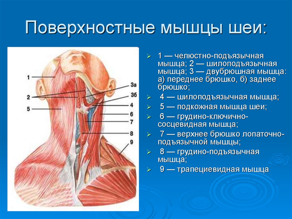 Внутреннее строение шеи. Поверхностные срединные и глубокие мышцы шеи вид сбоку. Поверхностные мышцы шеи вид спереди. Мышцы шеи вид сбоку анатомия.