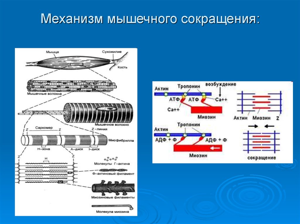 Сокращение мышц. Механизм сокращения мышечного волокна физиология. Механизм сокращения и структура скелетной мышцы. Механизм сокращения скелетного мышечного волокна. Механизм сокращения мышечное волокно скелетной мышцы.