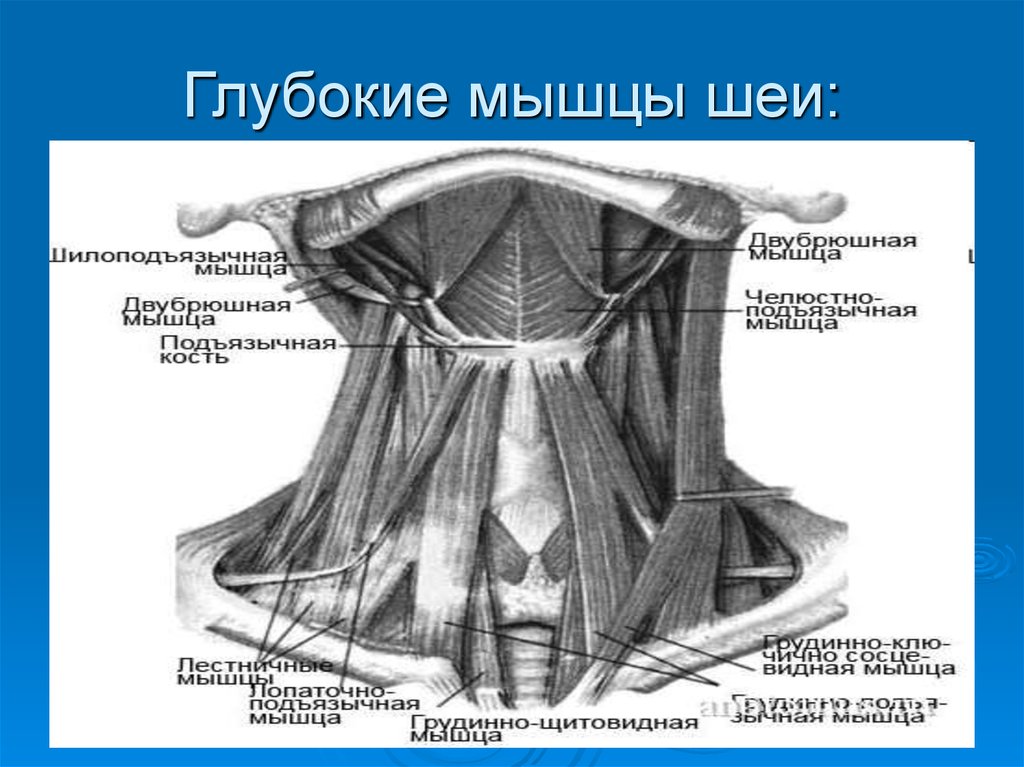 Мышцы шеи анатомия. Мышцы шеи анатомия глубокие мышцы. Предпозвоночные мышцы шеи анатомия. Глубокие мышцы шеи вид спереди. Схема мышц шеи спереди.