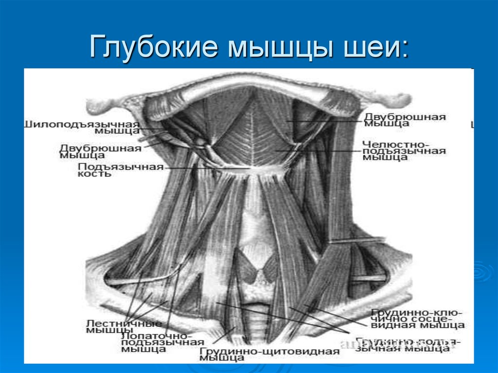 Мышцы шеи. Мышцы шеи анатомия глубокие мышцы. Предпозвоночные мышцы шеи анатомия. Глубокие мышцы шеи вид спереди. Схема мышц шеи спереди.