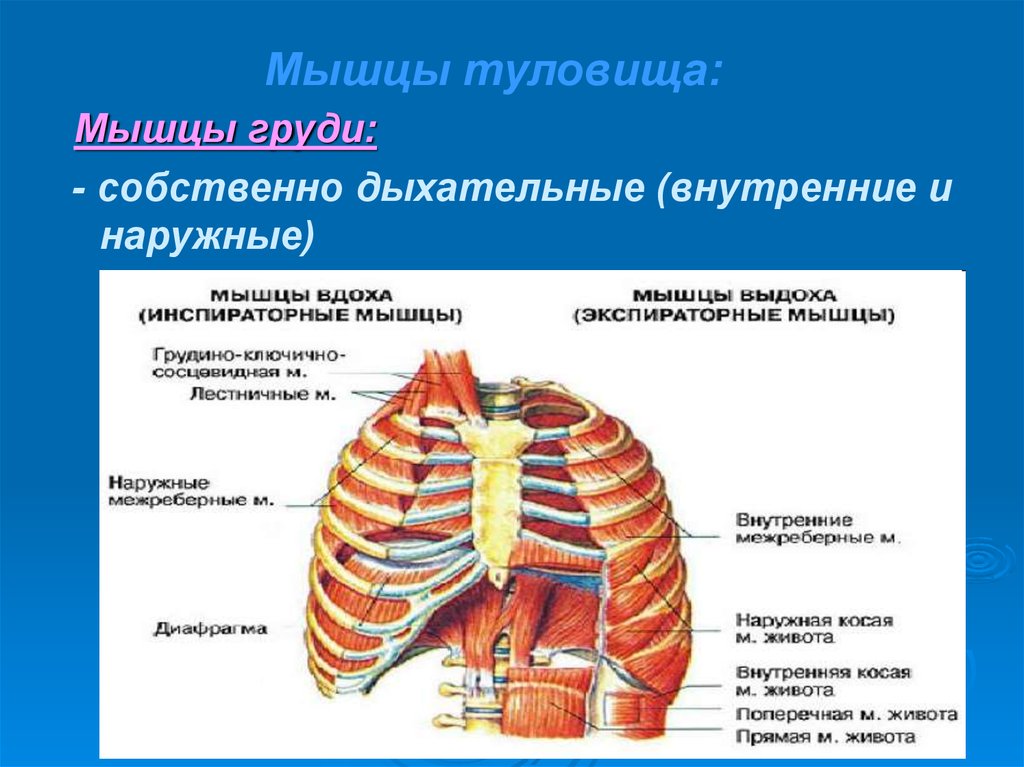 Межреберные мышцы диафрагма. Внутренние межреберные мышцы. Наружные и внутренние межреберные мышцы анатомия. Наружные межреберные мышцы анатомия. Мышцы груди внутренние и наружные межреберные.