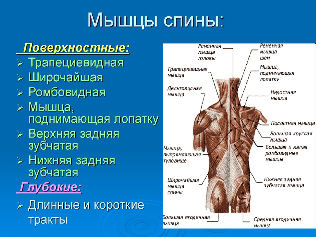 Поясница какие мышцы