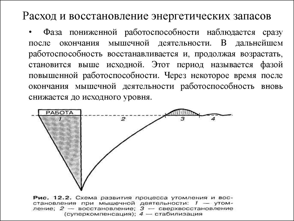 Фазы восстановления