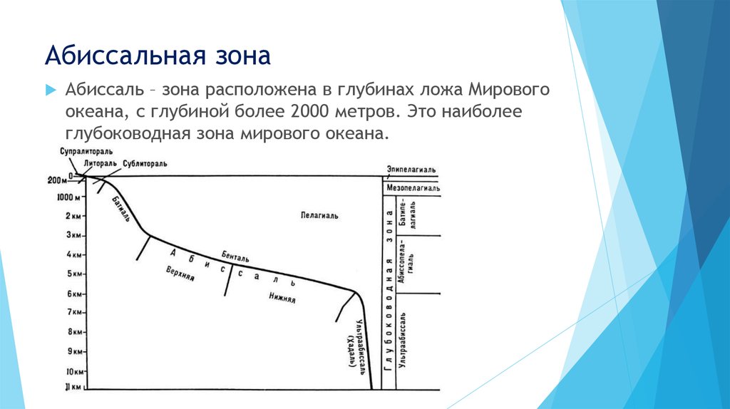 Схема глубинных зон океана 5 класс распечатать