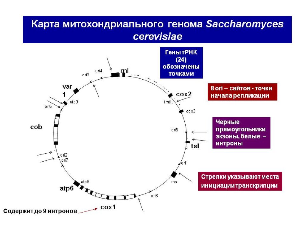 Кольцевая хромосома в митохондриях. Геном дрожжей Saccharomyces cerevisiae.. Митохондриальная ДНК карта. Карта генома. Митохондриальная ДНК схема.
