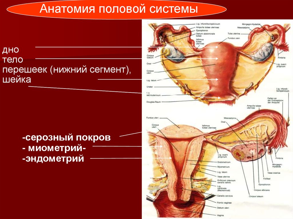 Половая анатомия. Анатомия половой системы. Матка дно тело Нижний сегмент. Нижний сегмент матки и область перешейка.