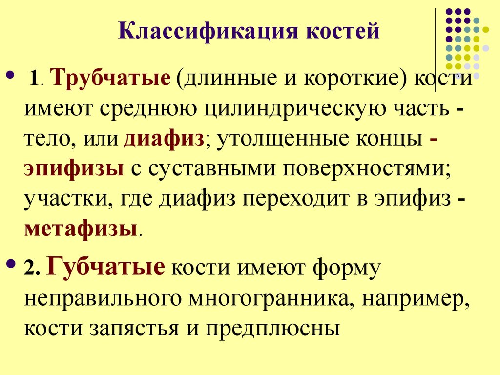 Классификация костей